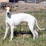 "Westshore Olivia" Red Peid Italian Greyhound Female